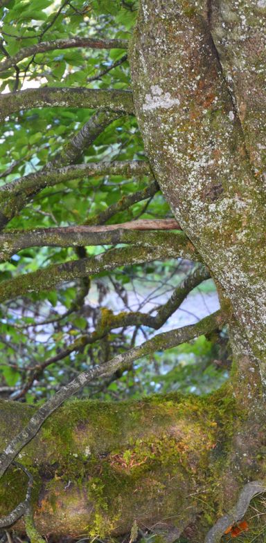 Cranio Kranmesberger - Craniosacrale Körperarbeit